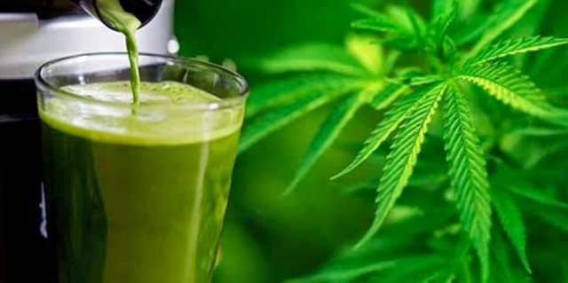 the-amazing-health-benefits-of-juicing-raw-cannabis-marijuana-leaves-orig_orig.png