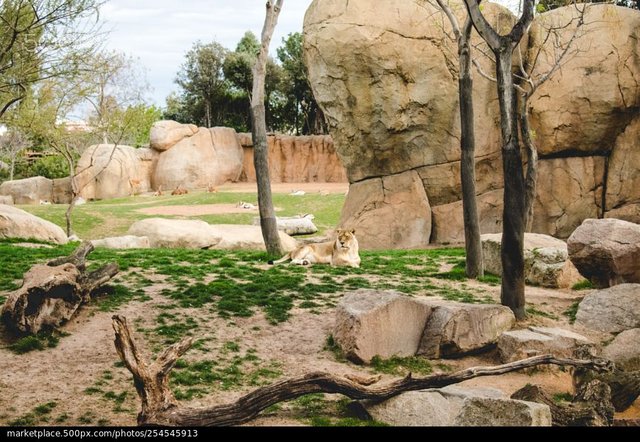 stock-photo-valencian-lion-254545913.jpg
