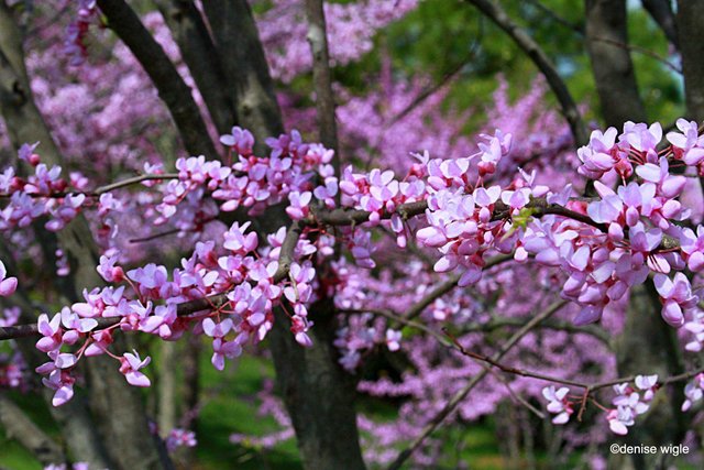 Cherry tree and redbuds.jpg