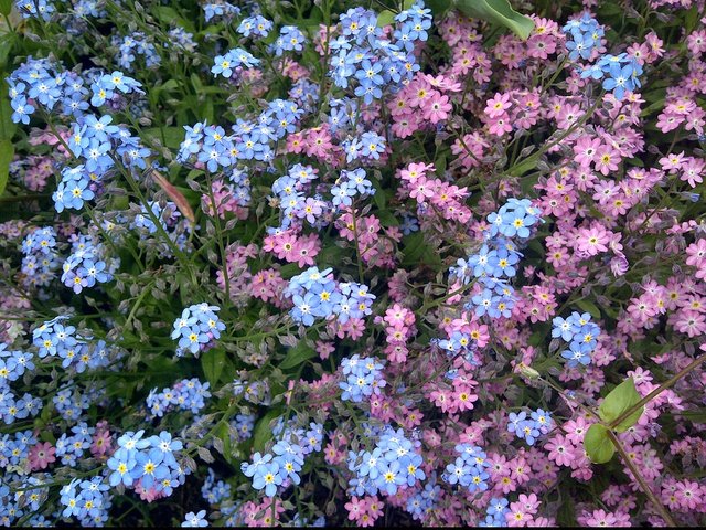 forget-me-not-728121_960_720.jpg