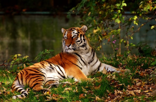 tiger-2866765_1920.jpg