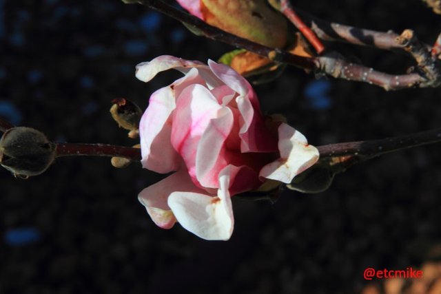 saucer-magnolia-tree-A25-saMag-05.JPG