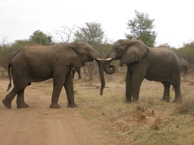 elephants fighting 2.JPG
