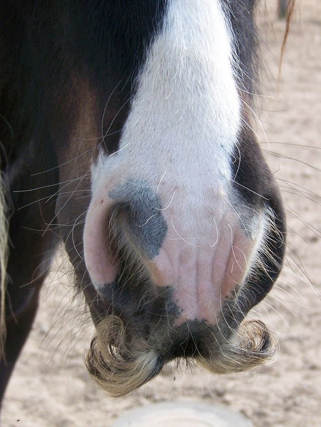 horse-moustaches-102-59c9f6d01af4a__700.jpg