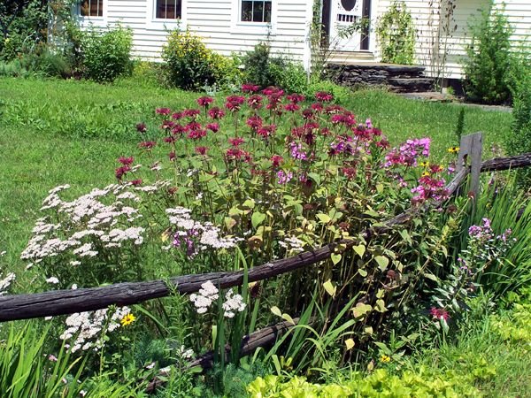Second Fence Garden - phlox, bee balm, yarrow2 crop Aug. 09.jpg