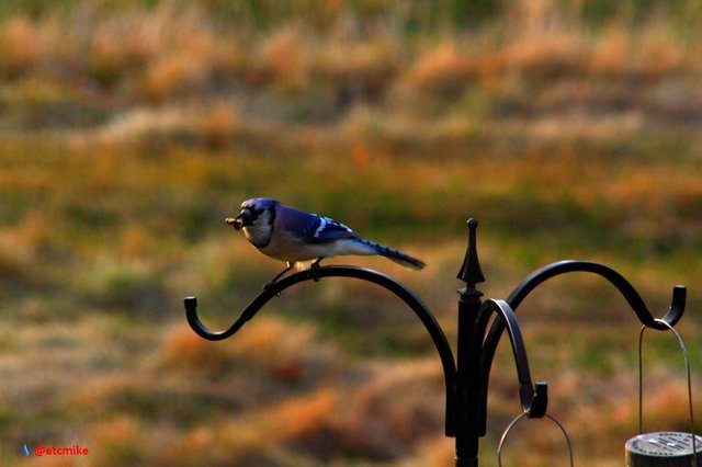 blue jay PFW21-sa0008.JPG