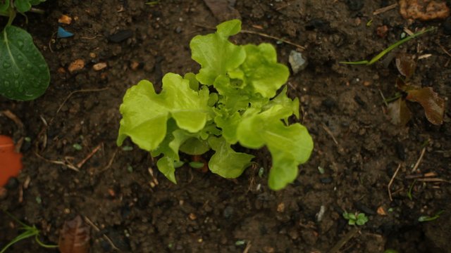 How to grow more lettuce2.jpeg
