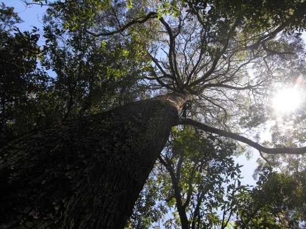 el-arbol-mas-alto-del-mundo-600x450.jpg