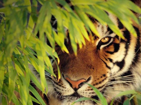 23-27-57-bengal-tiger-sundarbans.jpg