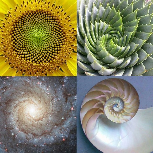 spirals in nature.jpg