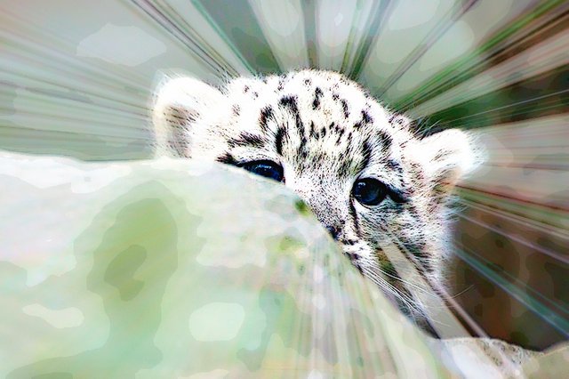 #thealliance snow leopard kitten saffisara.jpg
