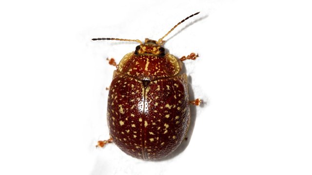 Insects Coleoptera Chrysomelidae Paropsis tasmanica n1 16mm MV BY Tas 2017-11-17.jpg