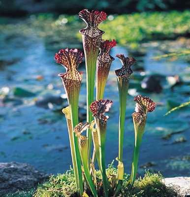 sarracenia-readii-medium.jpg