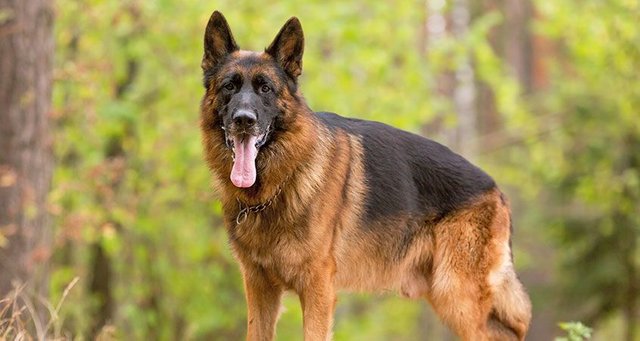 Ten-things-you-didn't-know-about-German-shepherds-.jpg