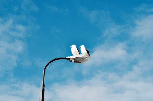 42.Seagulls in Akaroa, New Zealand.jpg