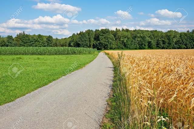 10198752-Asphalt-Path-Between-Corn-and-Wheat-Fields-in-Bavaria-Germany-Stock-Photo.jpg