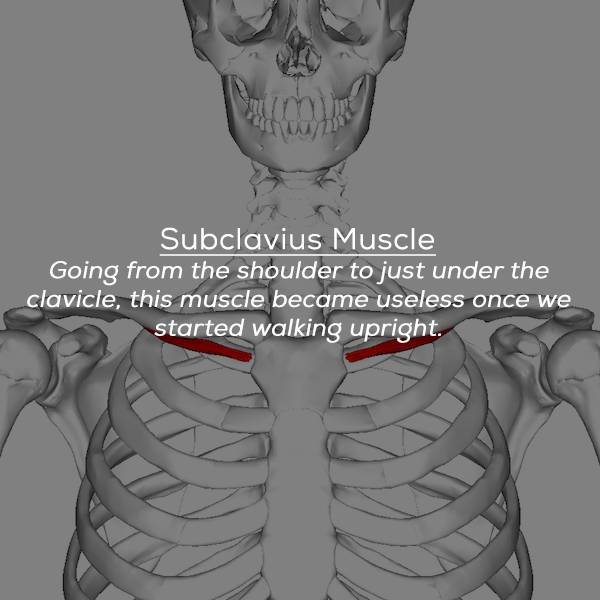turns_out_we_have_many_organs_that_we_could_easily_live_without_640_04.jpg