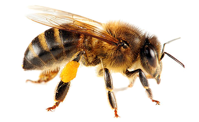 Bee-Insect-PNG.png