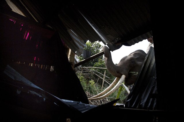 An elephant is used to demolish a house.jpg