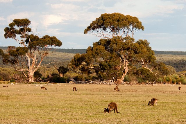 Kangourous-dans-la-nature-sur-Kangaroo-Island-par-Paul-and-Jill1.jpg