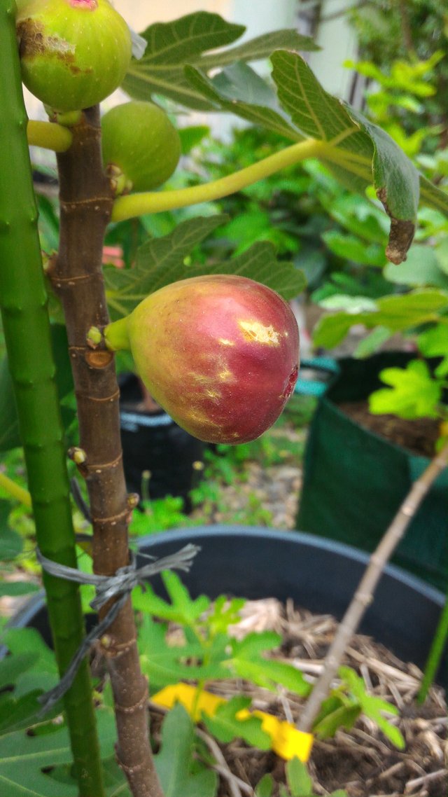 Red Palestine Fig