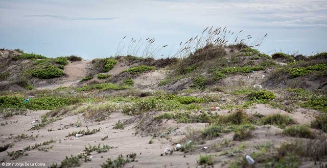 Sand-Dunes.jpg