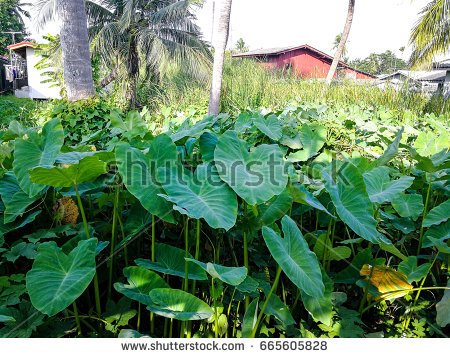 stock-photo-colocasia-esculenta-var-aquatilis-hassk-or-elephant-ear-cocoyam-dasheen-eddoe-japanese-taro-665605828.jpg