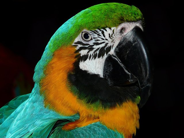 parrot-4078_960_720.jpg