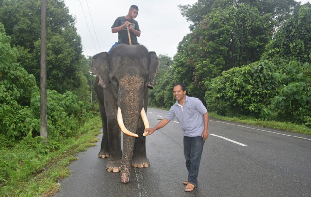 foto gajah1.jpg
