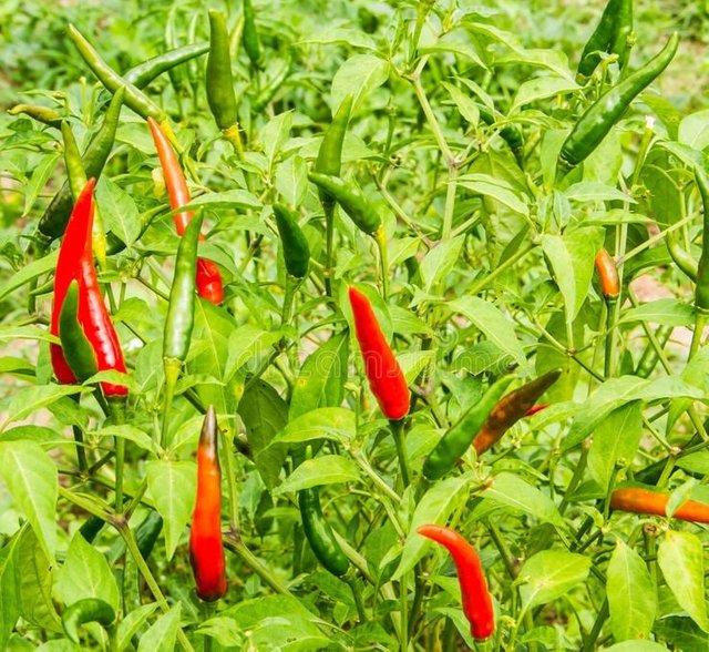 chilli.jpg