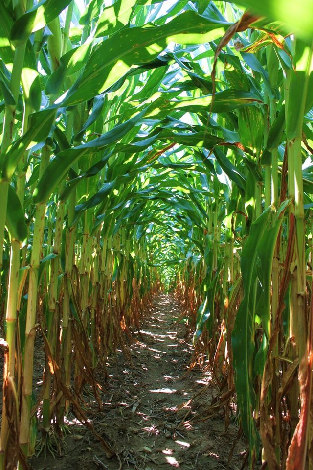 corn field.jpg