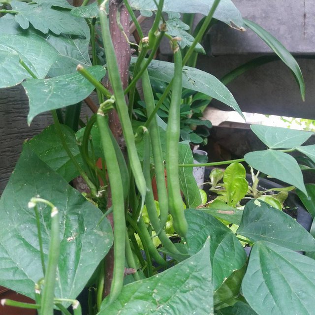 long beans.jpg