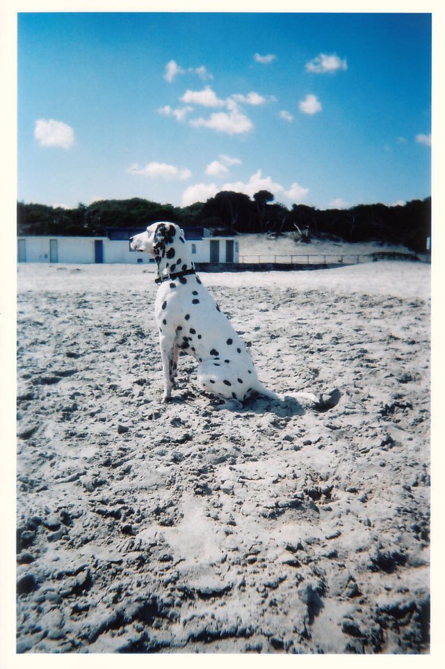 Micky on the beach.jpg