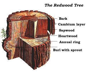 sectionaltree.jpg