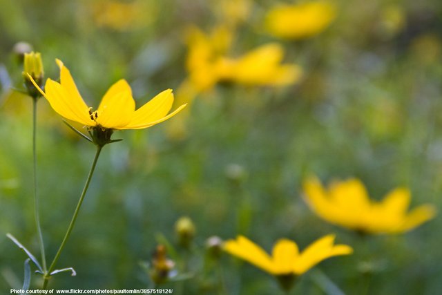 YellowWildflower-092017.jpg