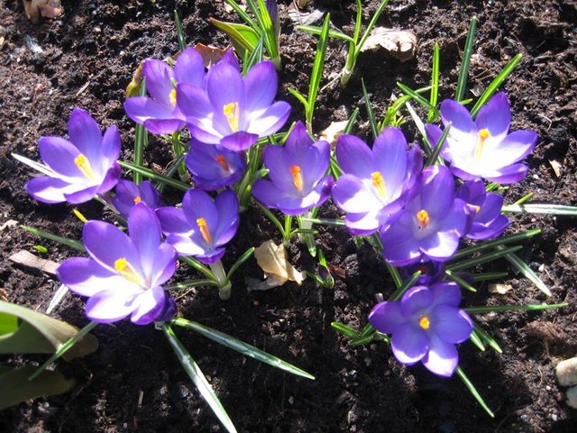 Violate Crocus.jpg