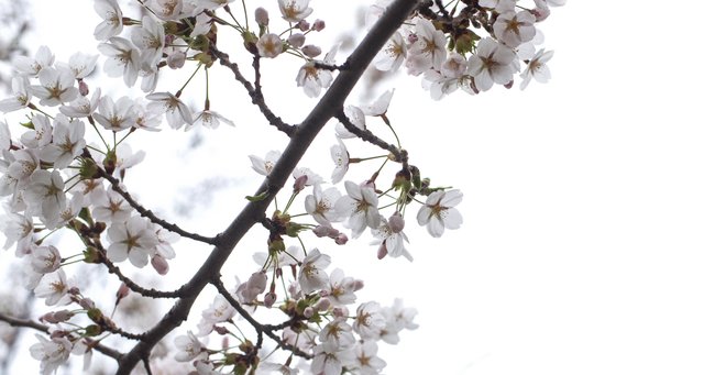 light-cherry-blossom-flowers_4460x4460.jpg