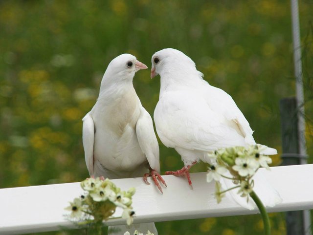 Loving-Pigeons-Couple.jpg