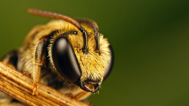 bee_eyes_insect_fly_49450_3840x2160.jpg