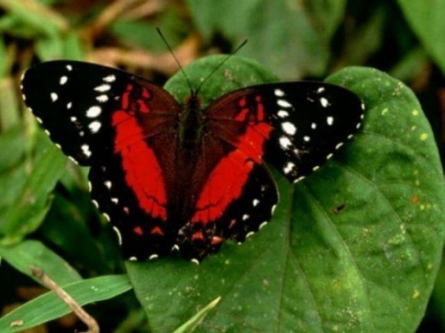 Butterfly-Pictures3.jpg