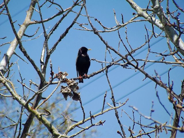 birds of paradise, starling,  photography by jeronimo rubio, 2018, all rights reserved, nature (1232).jpg