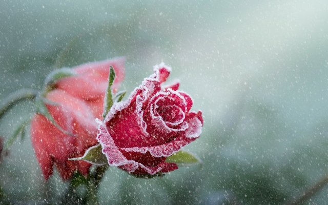 rose_frost_snowfall-1280x800.jpg