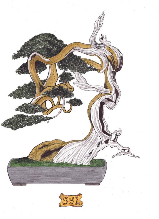 Bonsai juniperus.jpg