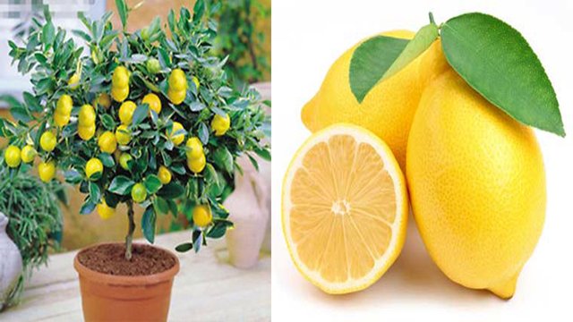 Lemon (3).jpg