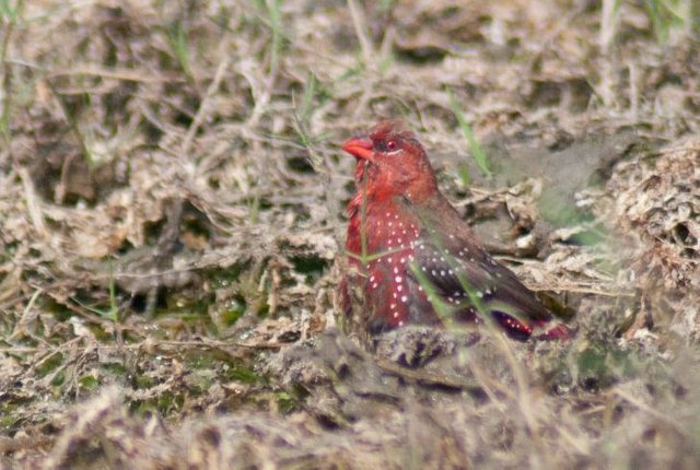 red munia.jpg