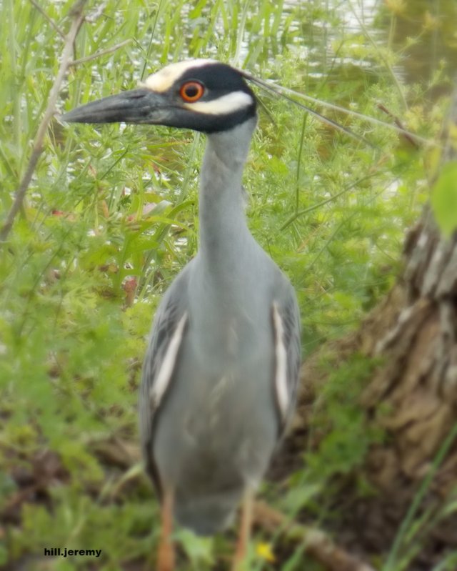 EgretCloseup.jpg