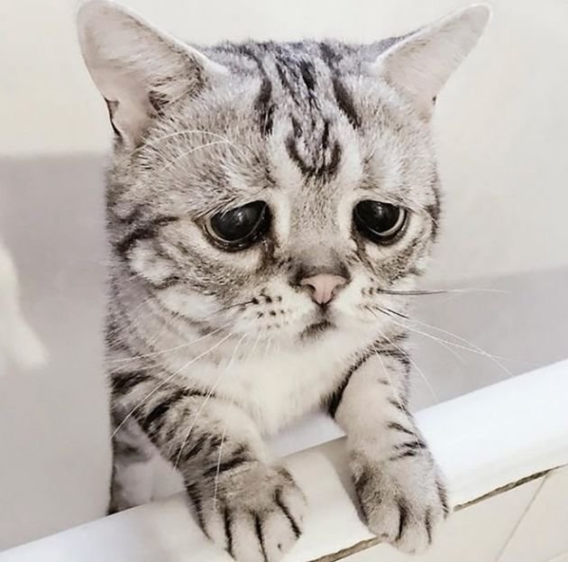 saddest_cat_10.jpg