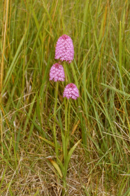 pryramidal orchid.jpg