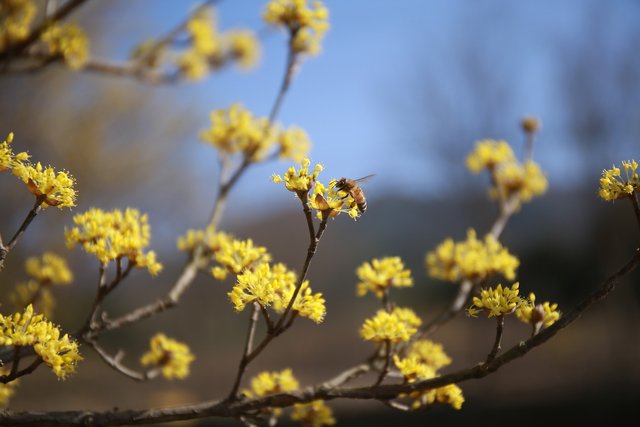 cornus-1274542_1920.jpg