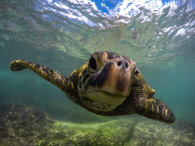 Honu police beach.jpg